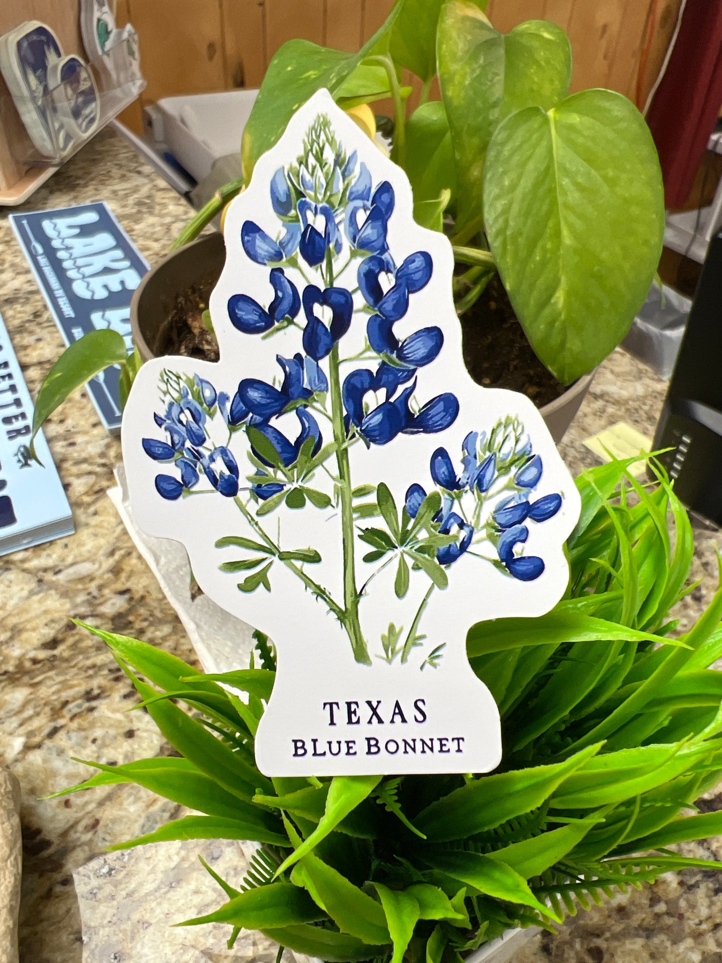 Texas Bluebonnet Sticker