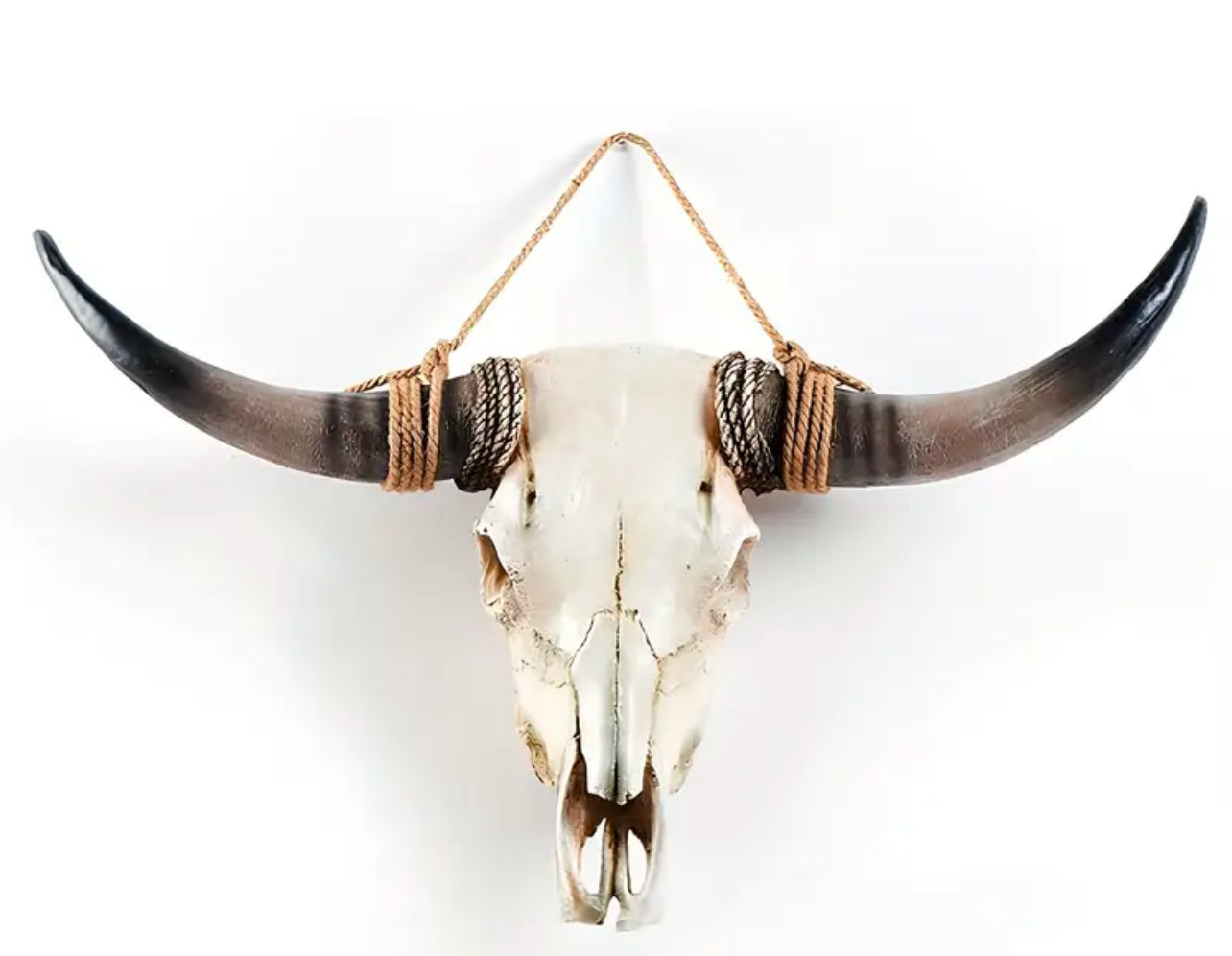 Giant Longhorn Skull